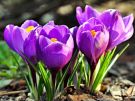 krokus