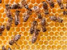 pszczoły